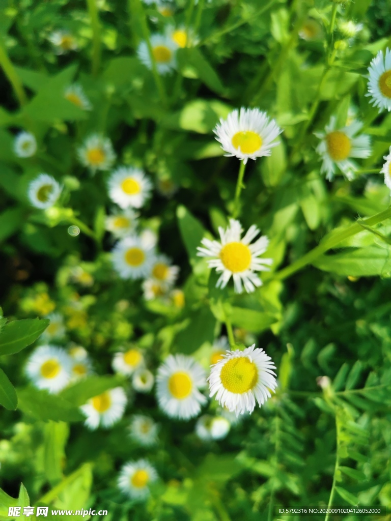 雏菊