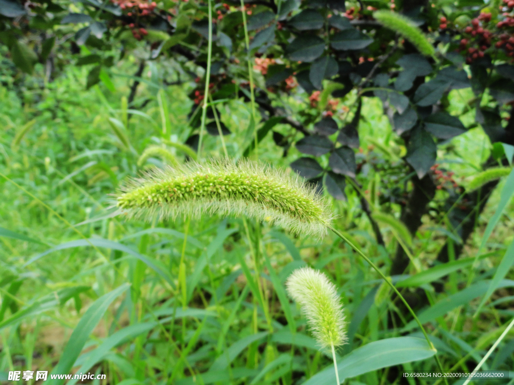 狗尾草