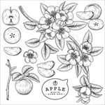 白描苹果和苹果花插画