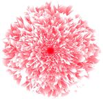 芙蓉花矢量