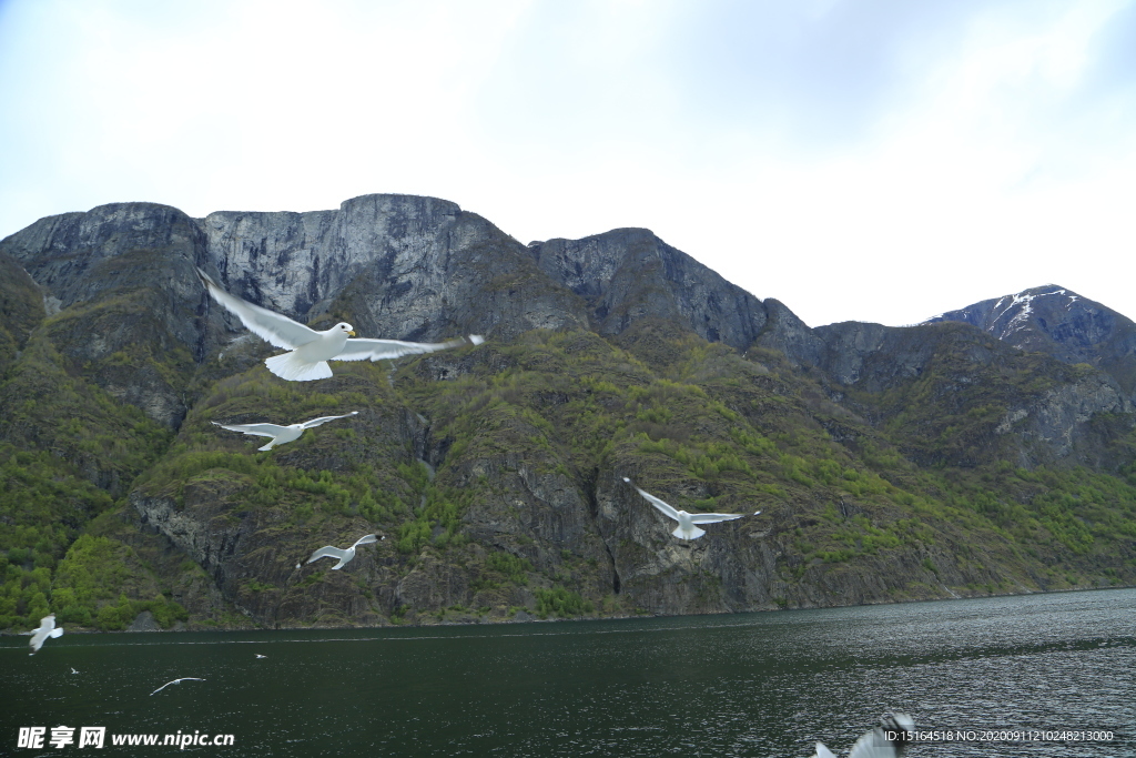 峡湾海鸥