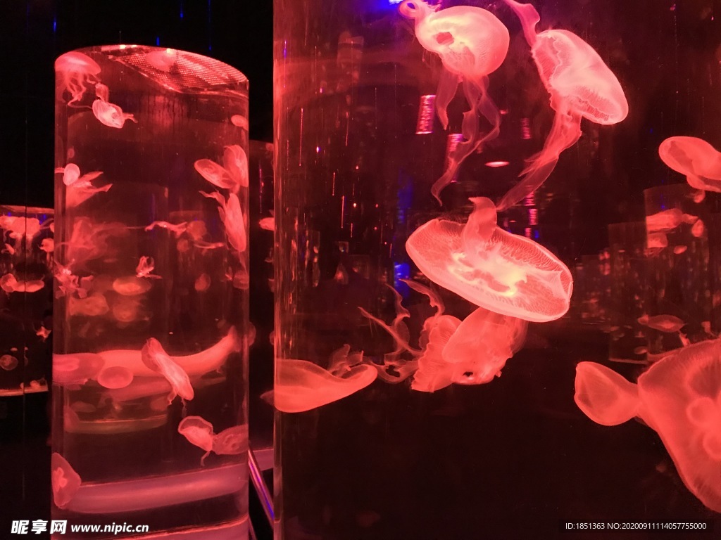 水母