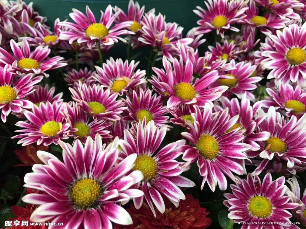 菊花