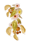 花卉素材