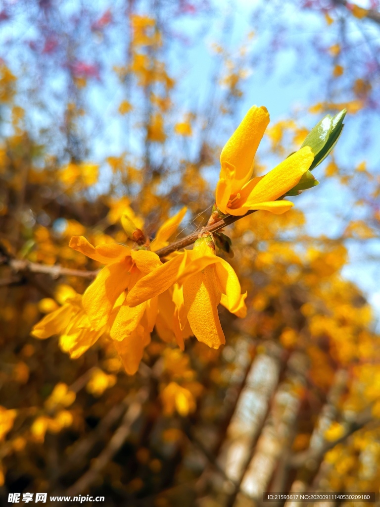 迎春花