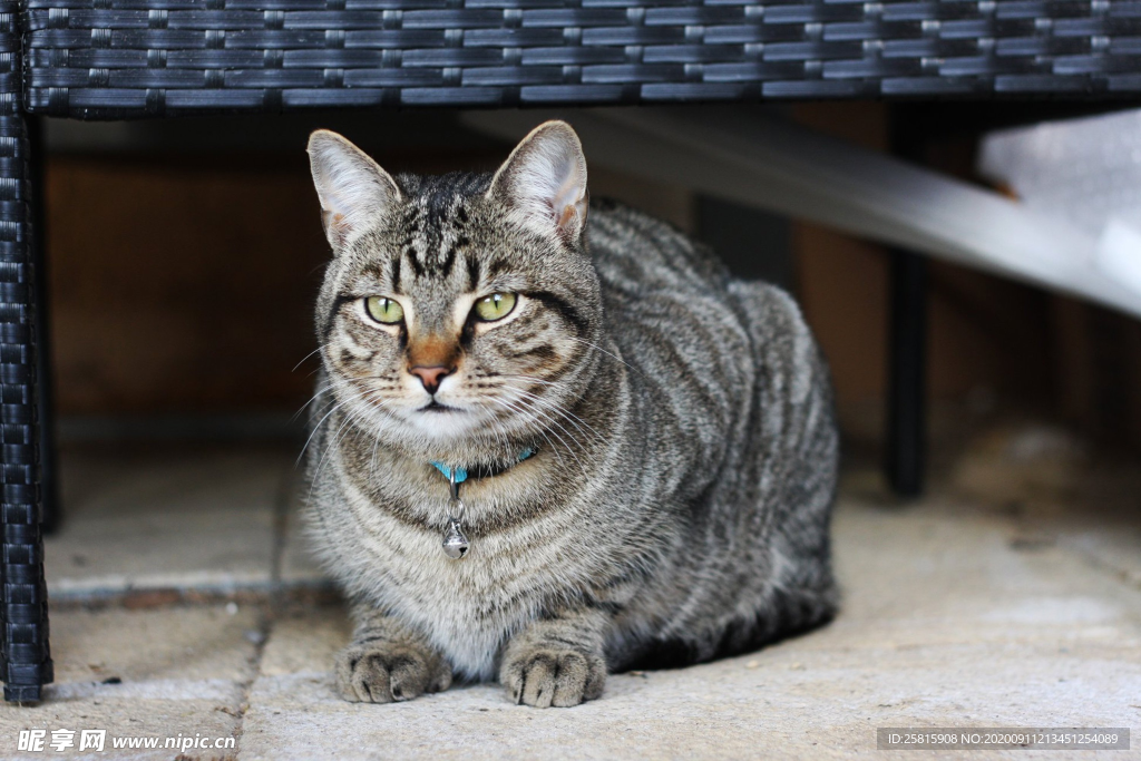 猫