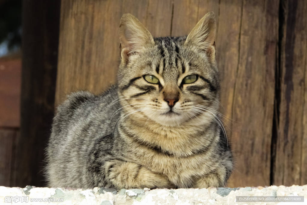 猫