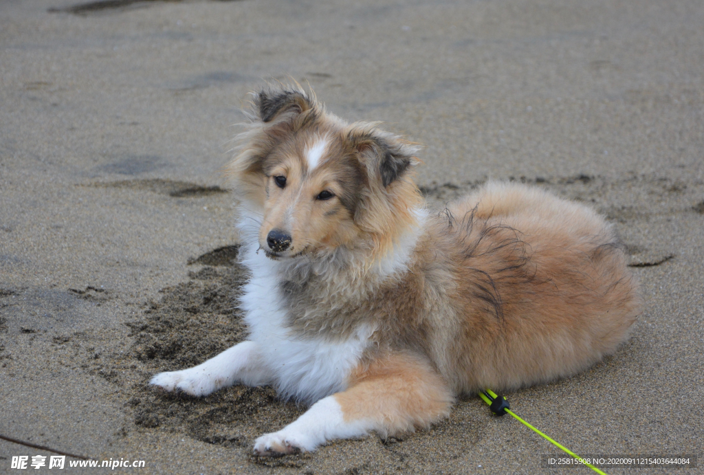 田园犬