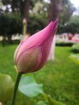 莲花等待盛开