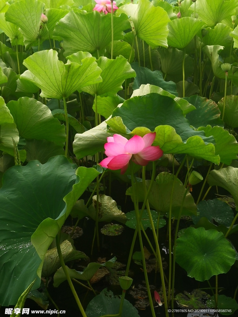 莲花盛开