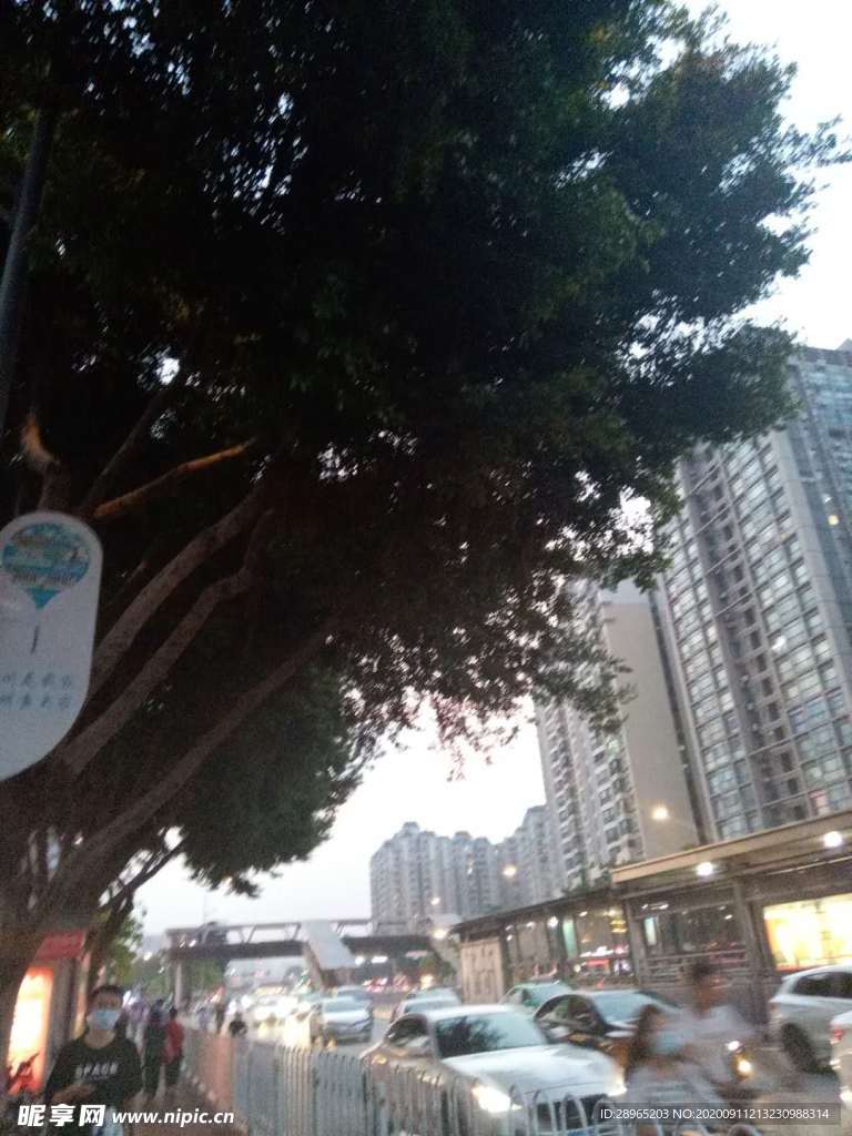 树木
