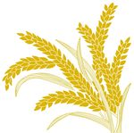 麦穗