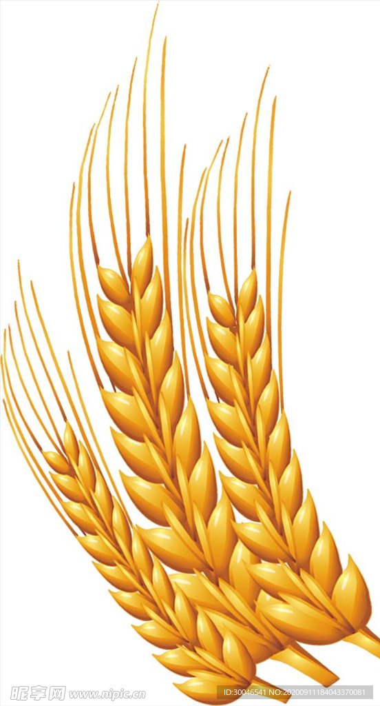 麦穗