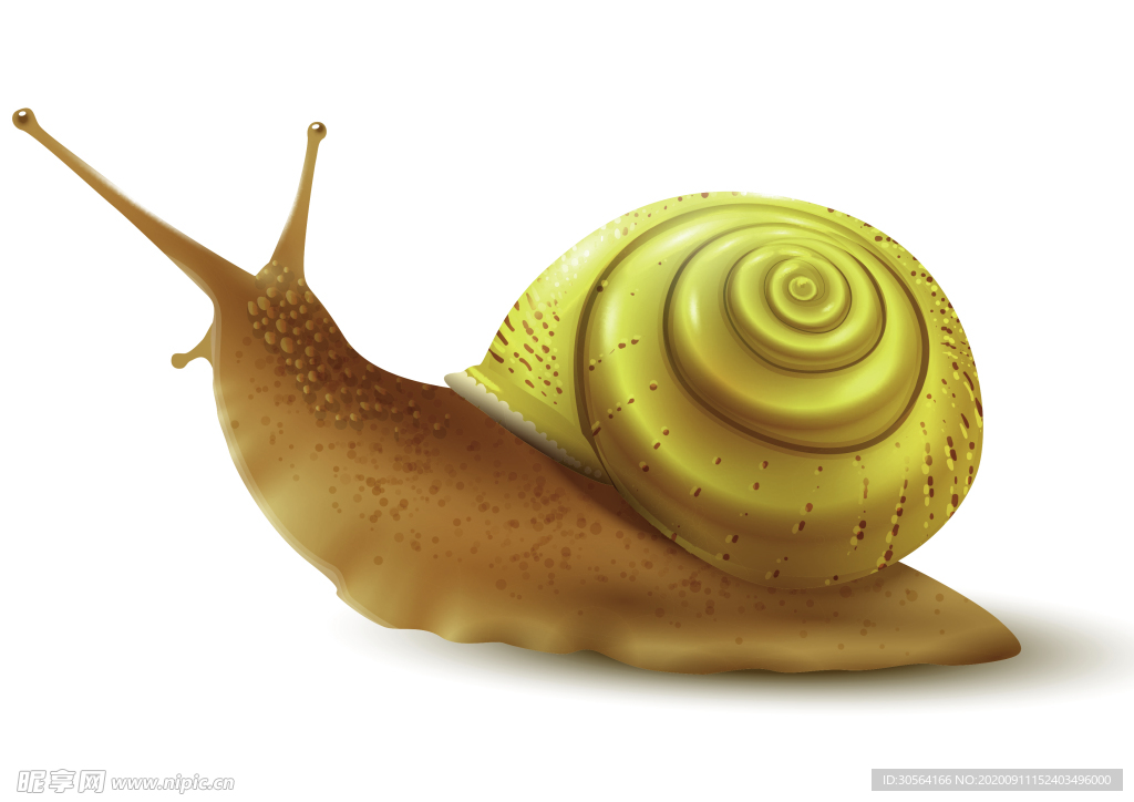 蜗牛生物动物自然装饰素材