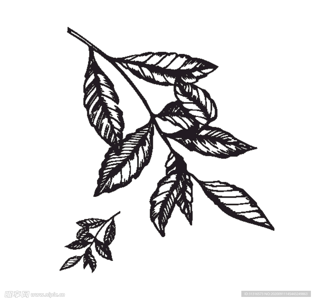 树叶 简笔画 矢量 素材 速写