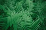绿色植物