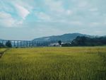 田园风光