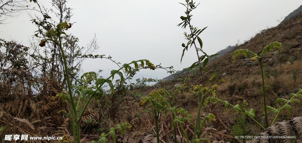 早春  山野  山水风光