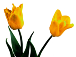 郁金香花