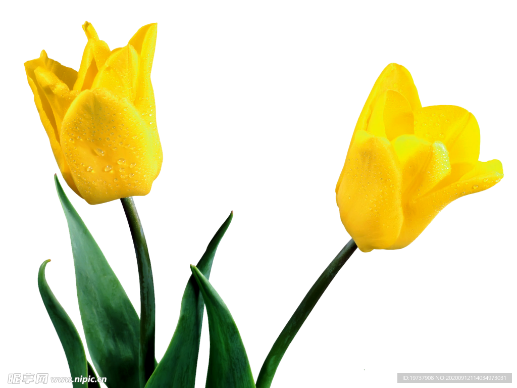 郁金香花