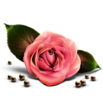 玫瑰花