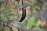 茄子