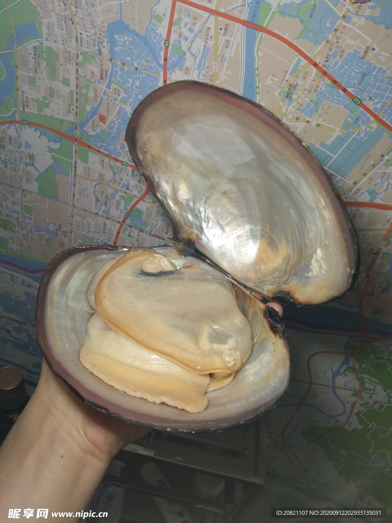 河蚌