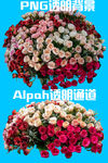 玫瑰花