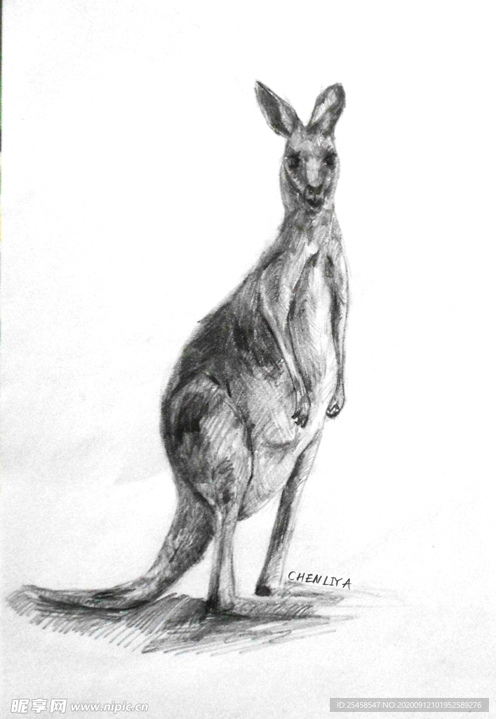 素描袋鼠