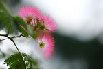 绒花树