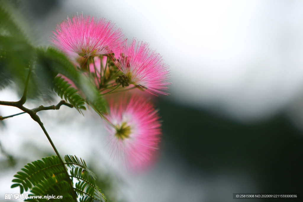 绒花树