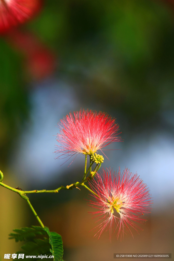 绒花树