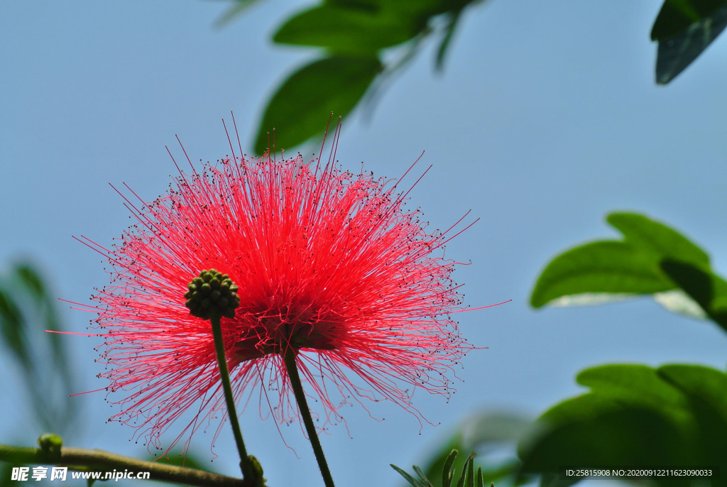 绒花树