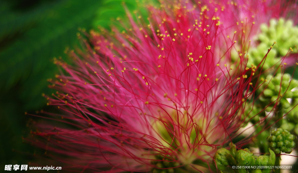 绒花树