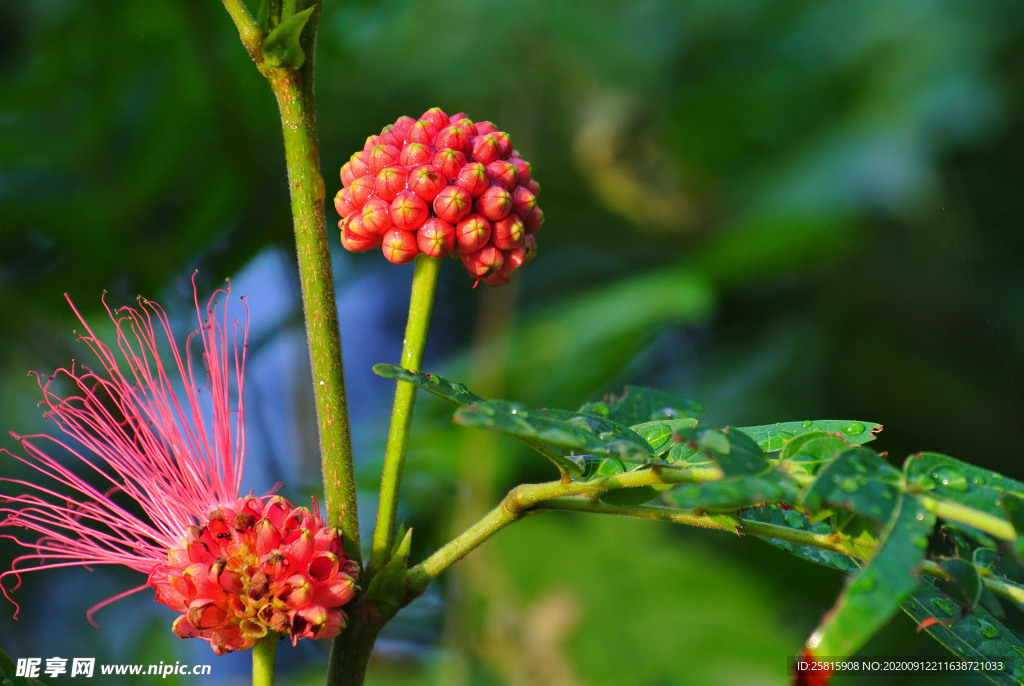 绒花树