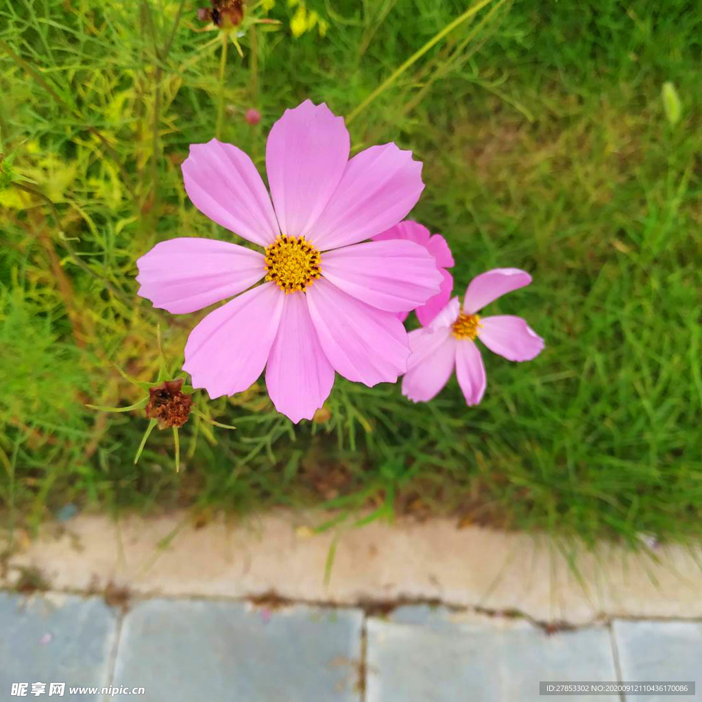 花