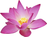 免扣荷花