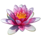 免扣荷花