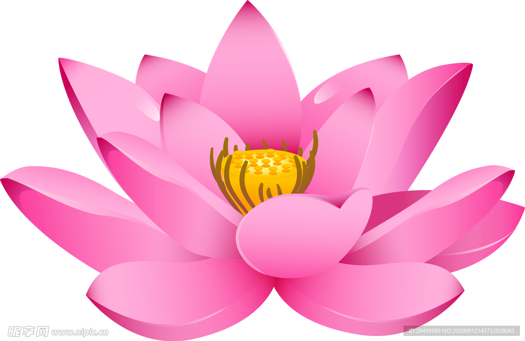 免扣荷花