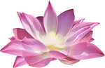 免扣荷花
