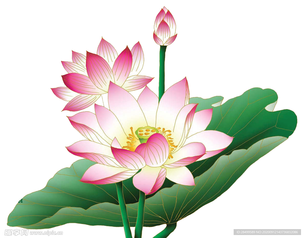免扣荷花