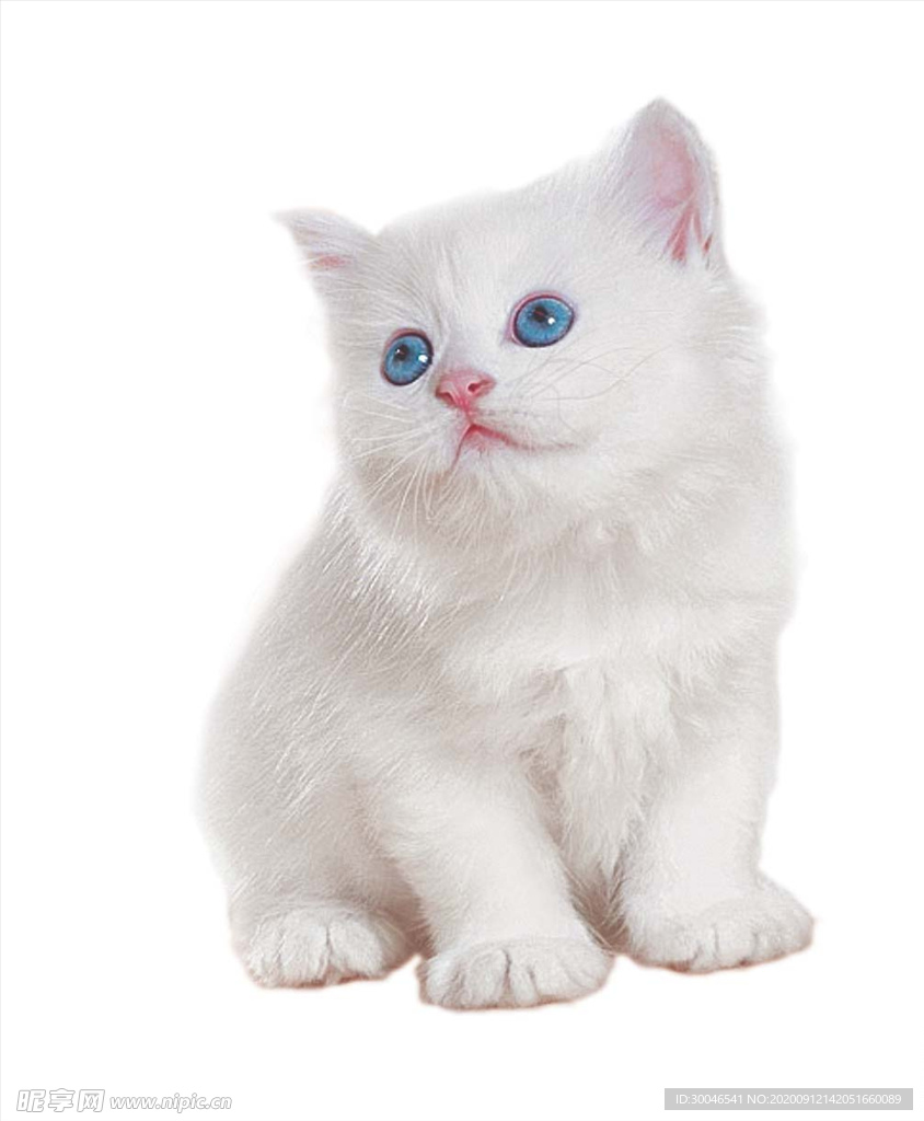 猫咪