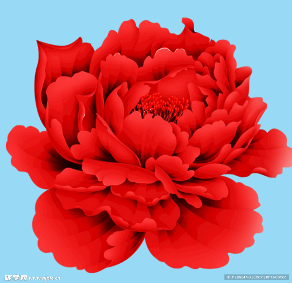 牡丹花