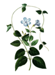 花 植物 免抠素材 PNG