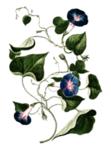 牵牛花 PNG 免抠