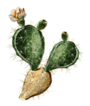 仙人掌 PNG 免抠素材