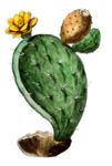 仙人掌 PNG 免抠素材