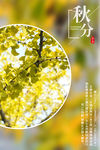 秋分海报