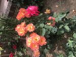 月季花开