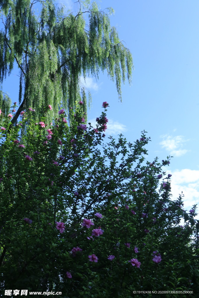 木槿花